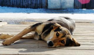 与狗狗的10个约定 与狗狗的10个约定