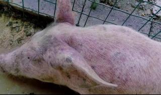 猪圆环病毒 猪圆环病毒