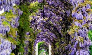 紫藤花园电视剧全集 紫藤花园电视剧全集