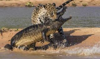 动物世界狮子吃大象 动物世界狮子吃大象