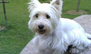 西高地犬多少钱一只 西高地犬多少钱一只